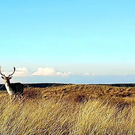 The Blue Dodo * Zandvoort