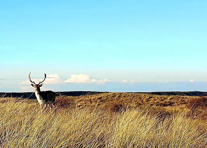 The Blue Dodo * ザントフォールト